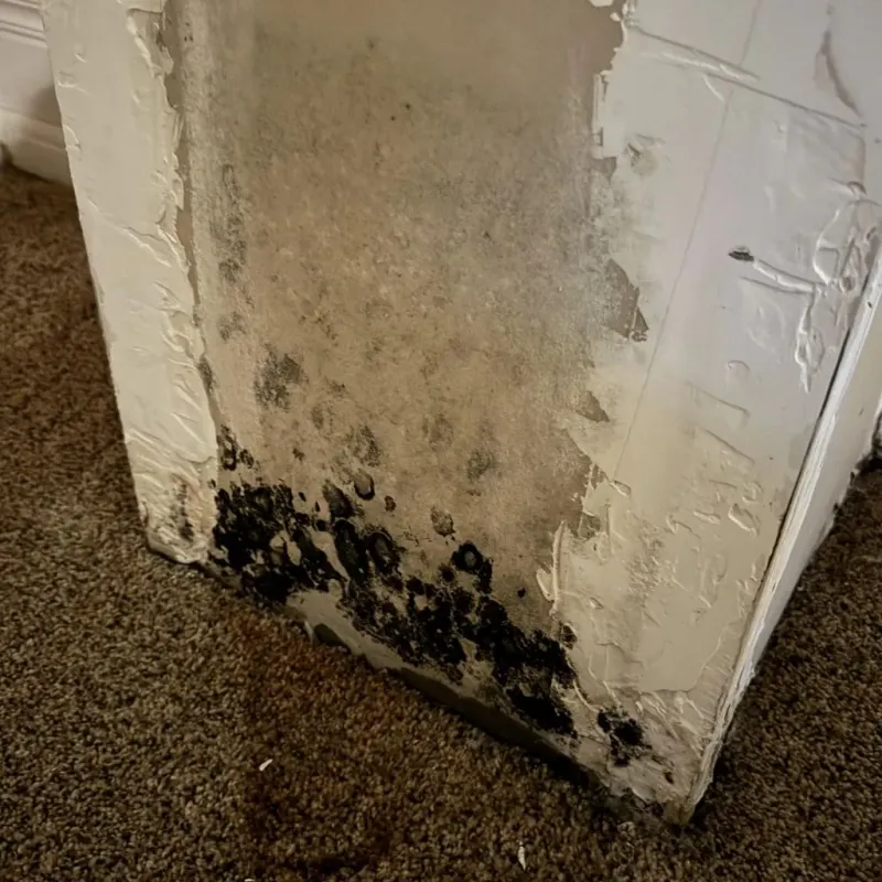 Professional Mold Removal in Meade County, KY
